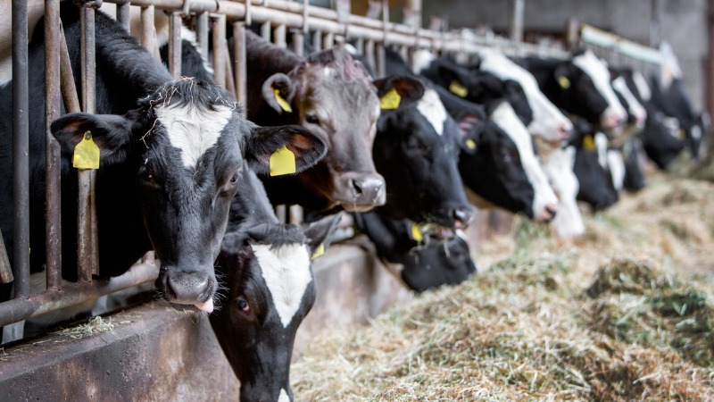 Pollution due à l'agriculture, l'élevage et les animaux 